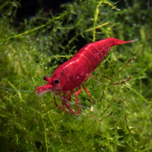 Load image into Gallery viewer, High-Grade Cherry Shrimp (USA Bred Bloody Mary Neocaridina)