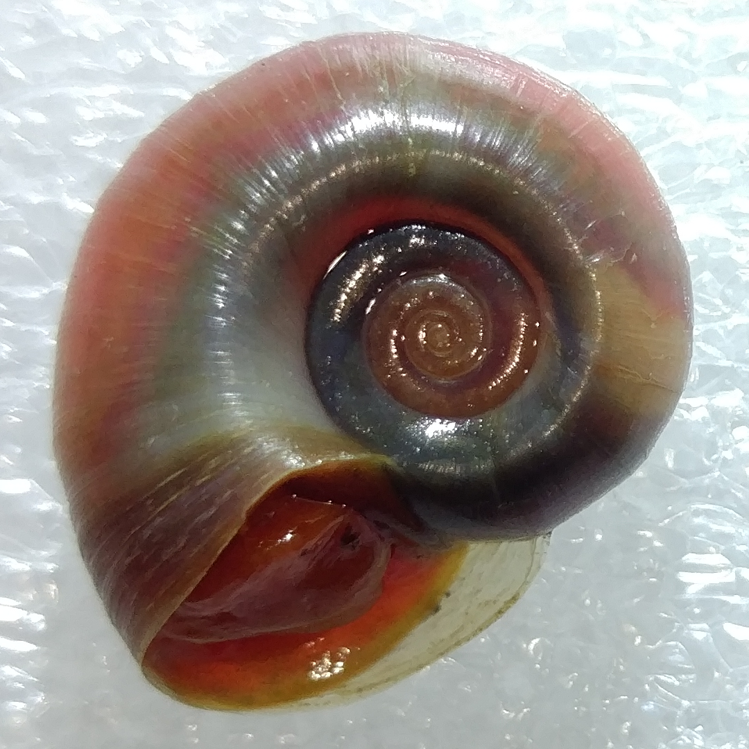 10 Red/Pink Ramshorn Snails (Planorbidae) – AquaBytes