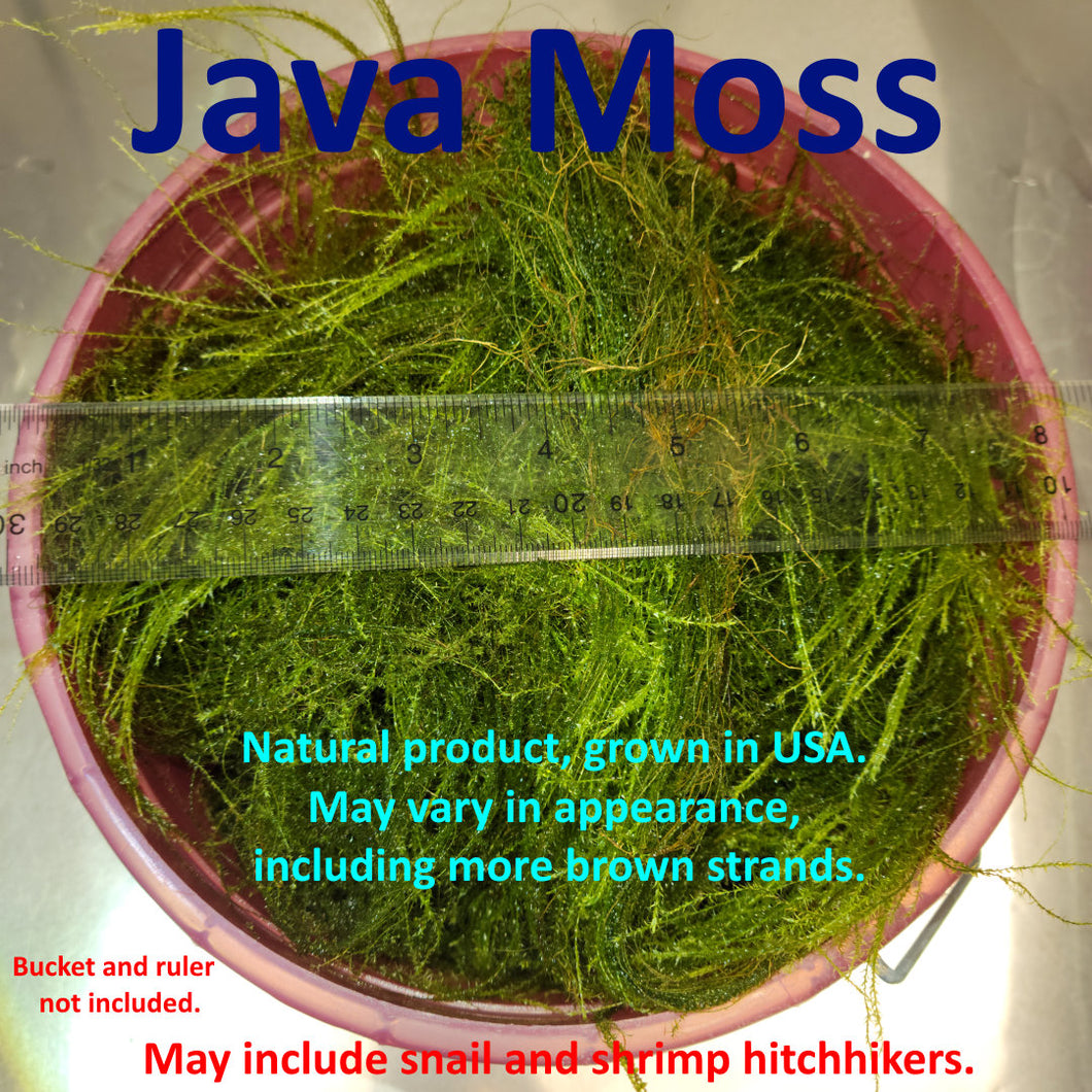 Ugly Java Moss (Taxiphyllum barbieri, about a gallon)