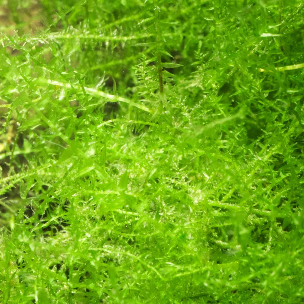 5 Java Moss Portions Taxiphyllum Barbieri Easy Live Aquarium Plants Aquarium  Moss Aquatic Moss 