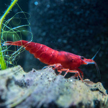 Load image into Gallery viewer, High-Grade Cherry Shrimp (USA Bred Bloody Mary Neocaridina)