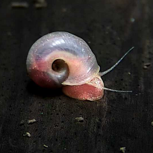 10 Red/Pink Ramshorn Snails (Planorbidae)